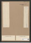 Thalassiothrix frauenfeldii Grun. (de-Toni-Nr.: Genus 67, Species 2669) Zeichnungen Sammlung Grunow Nr. 5446 (NHMW-BOT-W0373861)